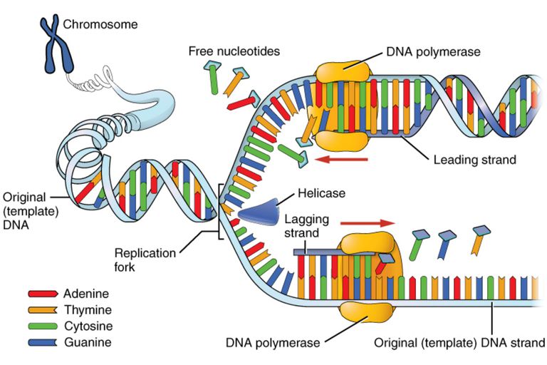 Virus yang bertambah jumlah dengan DNA menggunakan mekanisma proses pembahagian sel yang sama seperti sel perumah.