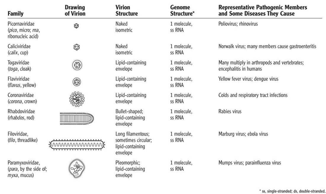 Jadi bagaimana pula dengan virus yang genomnya terdiri daripada RNA? Sebelum tu aku nak tanya, apa persamaan antara virus denggi, HIV dan SARS-CoV-2? Ketiga-tiga virus ini genomnya terdiri daripada RNA.