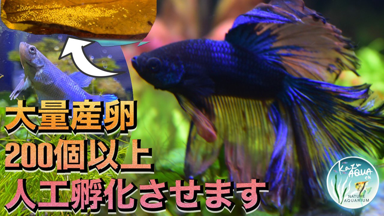 ベタ混泳 Twitter Search Twitter