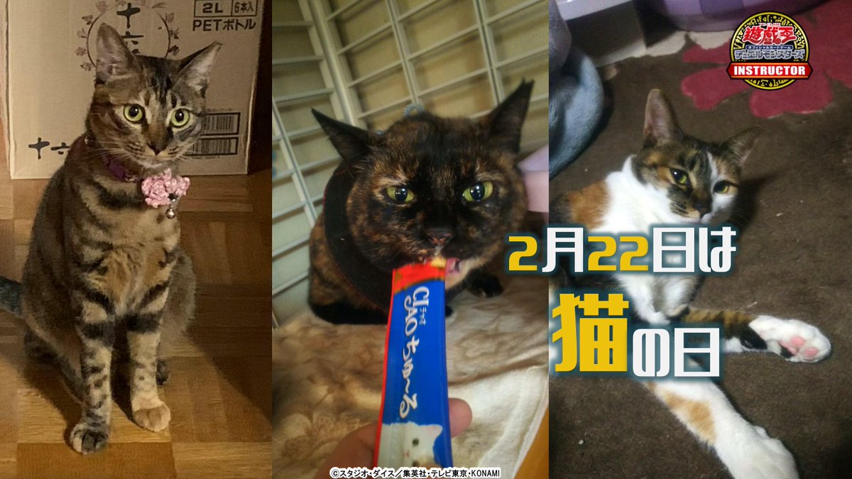 ট ইট র 公式 遊戯王ocgインストラクター インストラクターデッキ ネコ紹介 今日2月22日は 猫の日 それにちなんだ 遊戯王ocgデッキを本日にゃんと22デッキご紹介 2 0 金華猫 採用 サクリファイス デッキ Cat あおば アルカブ はなの