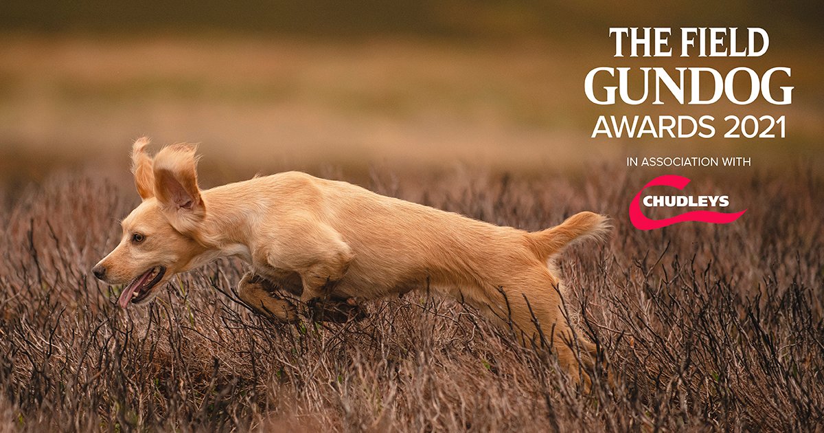 The Field tweet media