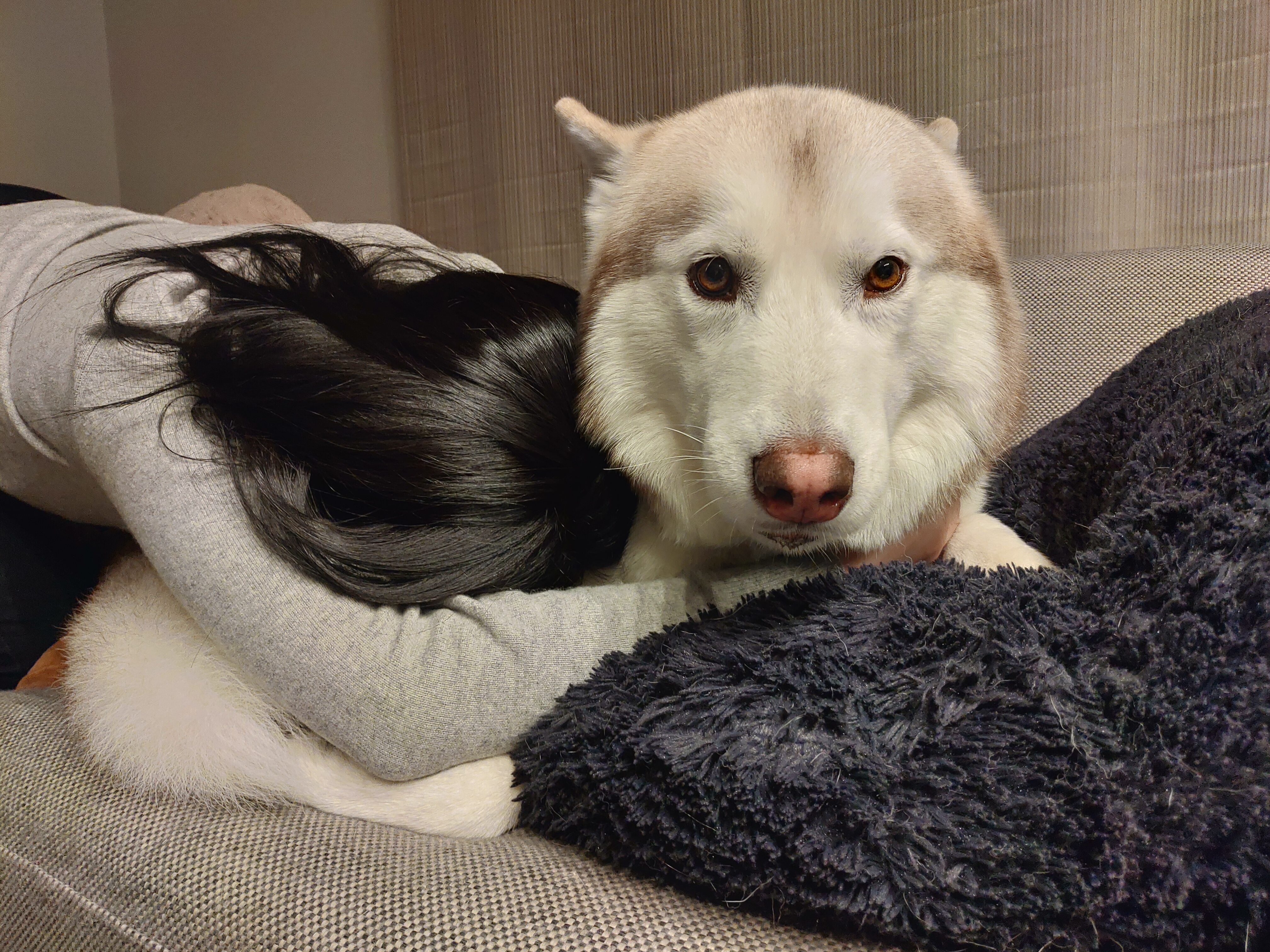 30代夫婦とハスキー犬 Twitter Search Twitter