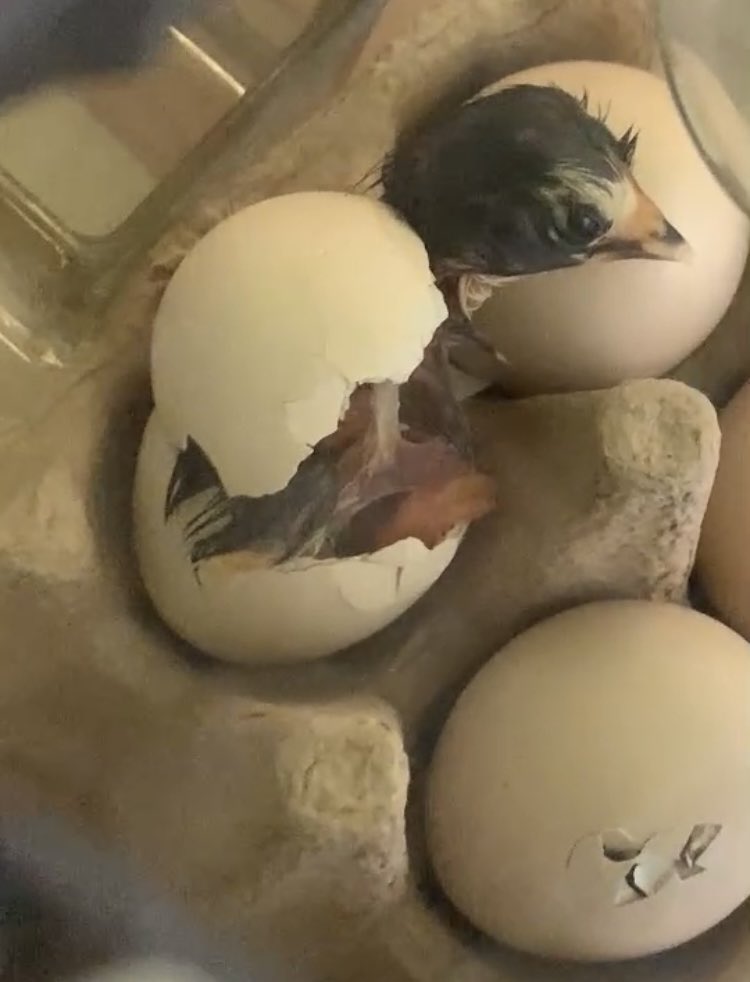 Natalie Connor (@natalieconnor7) on Twitter photo A baby chick hatched in our classroom this morning! Students were buzzing with observations and name ideas, which included Pizza Chick and Spider-Man! <a href="/MYISMagic/">MYIS International School</a> #ibpyp #earlychildhoodeducation A baby chick hatched in our classroom this morning! Students were buzzing with observations and name ideas, which included Pizza Chick and Spider-Man! <a href="/MYISMagic/">MYIS International School</a> #ibpyp #earlychildhoodeducation