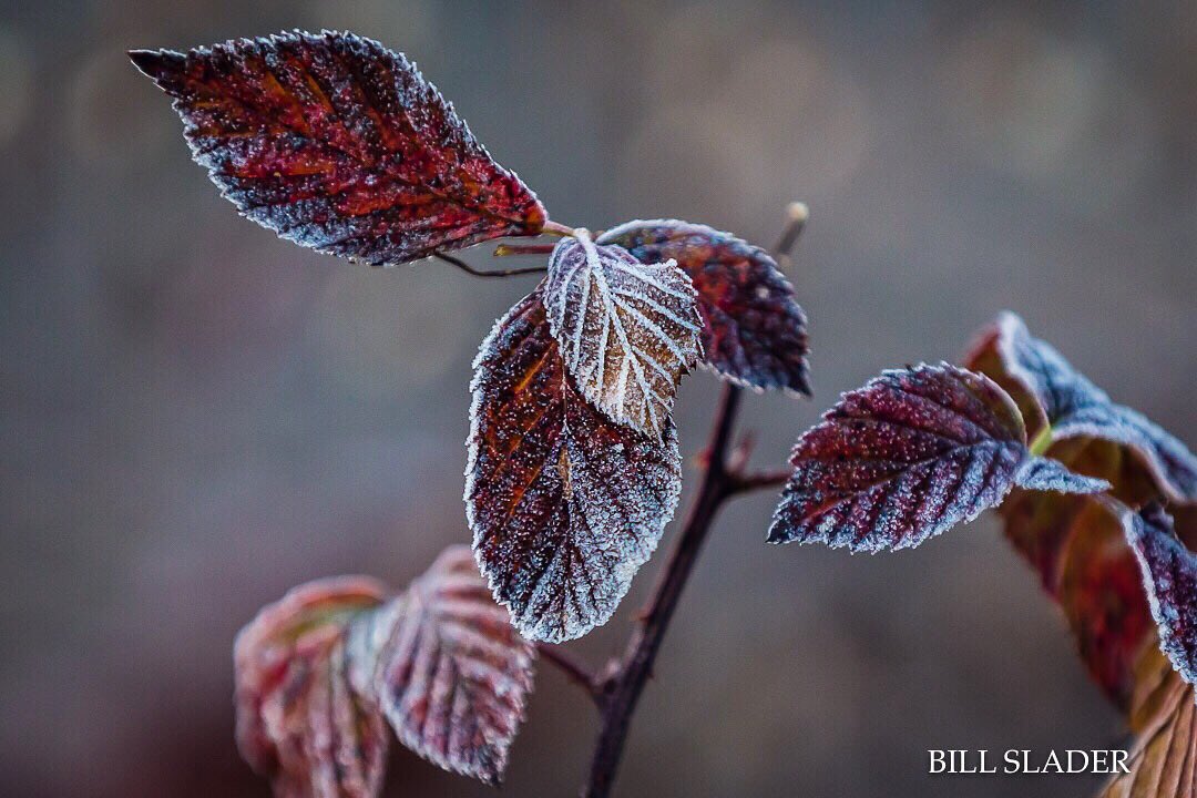 BillSlader's tweet image. #nature #backyardwanderings #alwaysstayhumbleandkind
zazzle.com/bill_slader