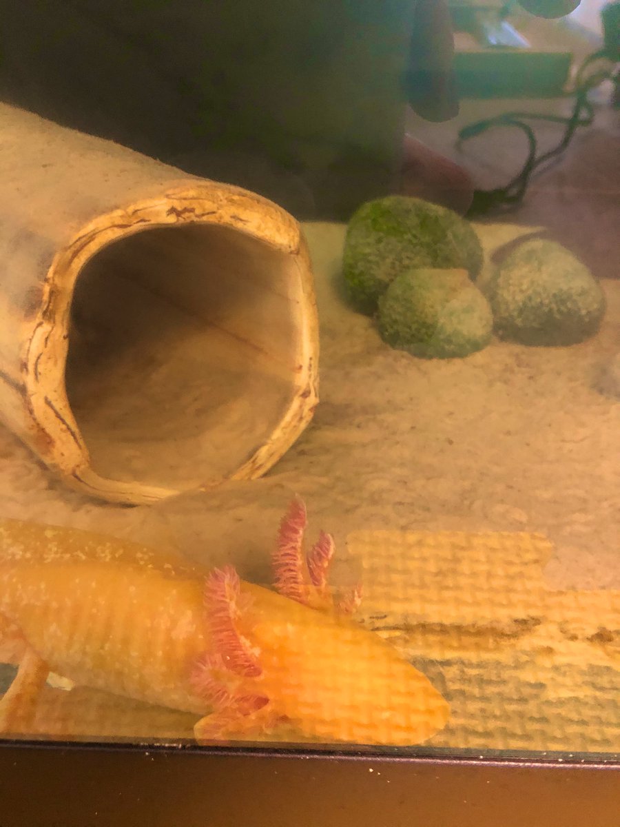 beeclep's tweet photo. axolotl anyone? https://t.co/J0VQpTjUHN