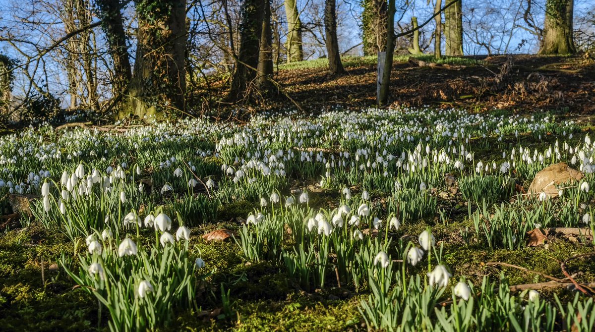 pipeandglass's tweet photo. The carpet of snowdrops in the woodland behind the Pipe and Glass. 

#snowdrops #countrypub #pubswithgardens #spring #michelinguide #yorkshire #yorkshirewolds #woodlandphotography #woodland #wildflowers #pipeandglass https://t.co/COHG4lzWH1