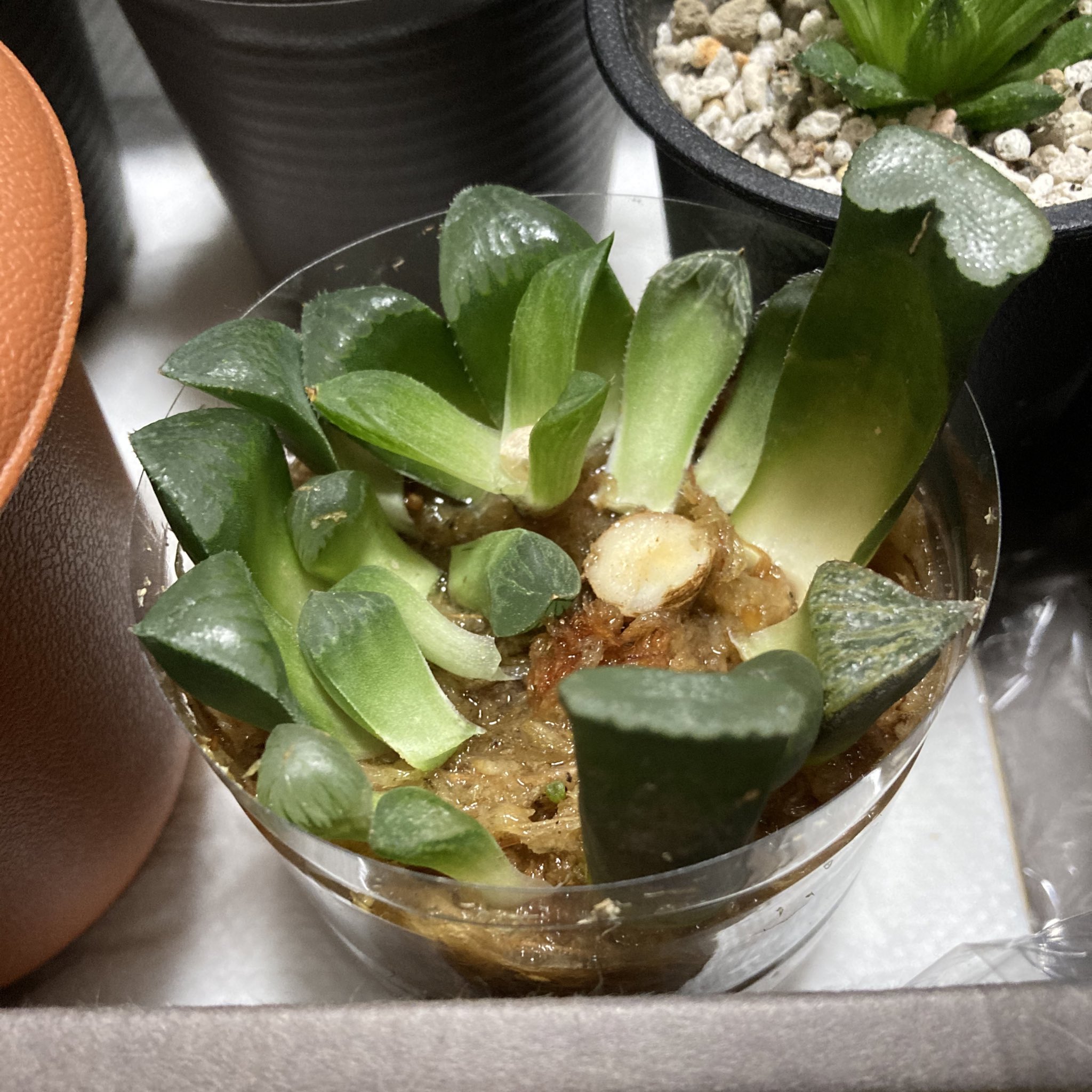 ট ইট র Kyo オブ好き 水苔葉挿し挑戦中 辛抱辛抱 ハオルチア 多肉植物 葉挿し メネデール 水苔 T Co Q8fgvqzdc3 ট ইট র