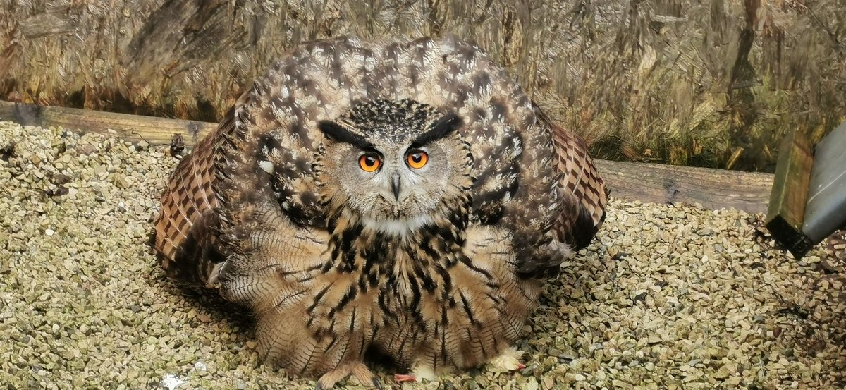 Ever wondered what a grumpy Eagle Owl looks like?
... Boggert was not happy with having his aviary cleaned today.

#owl #milletsfalconry