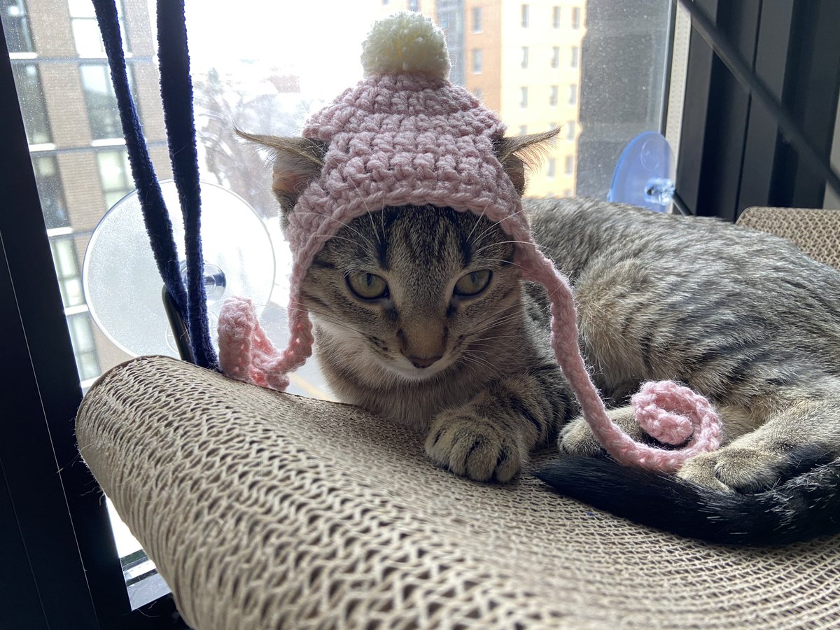 CShabet's tweet photo. enjoy these pictures of my cat in a hat, bc she definitely did not https://t.co/myDEJhHv8g