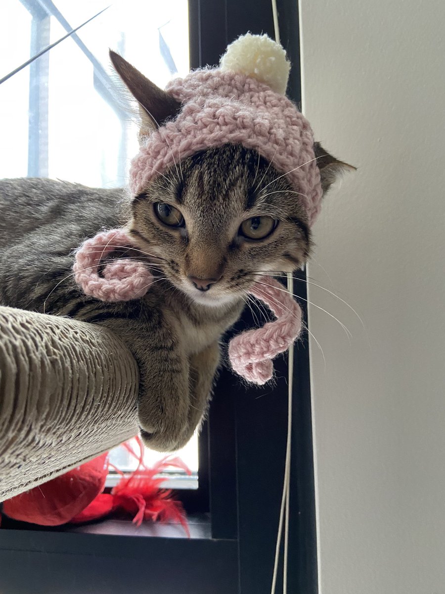CShabet's tweet photo. enjoy these pictures of my cat in a hat, bc she definitely did not https://t.co/myDEJhHv8g