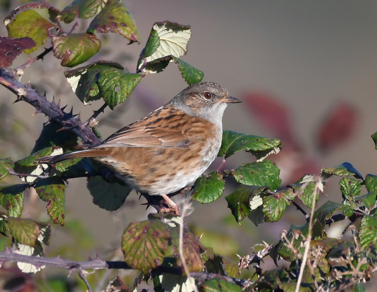 CarlBovis's tweet photo. Easily overlooked, the Dunnock is an unassuming little grey and brown bird who likes to keep out of the way.... except when it's singing its delightful song! 😍
#TwitterNatureCommunity 🐦 https://t.co/rwEymtqC8j