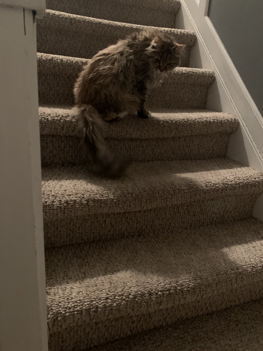 FidoNiagara's tweet photo. Thank goodness for our dedicated #volunteer Heather. A #cat in our emergency #foster program presented with a liver condition; Heather gave water, meds, and bits of food from a syringe every 30 minutes. Let's pray for her speedy recovery and reuniting with her family soon! https://t.co/joL1sBBk3Q