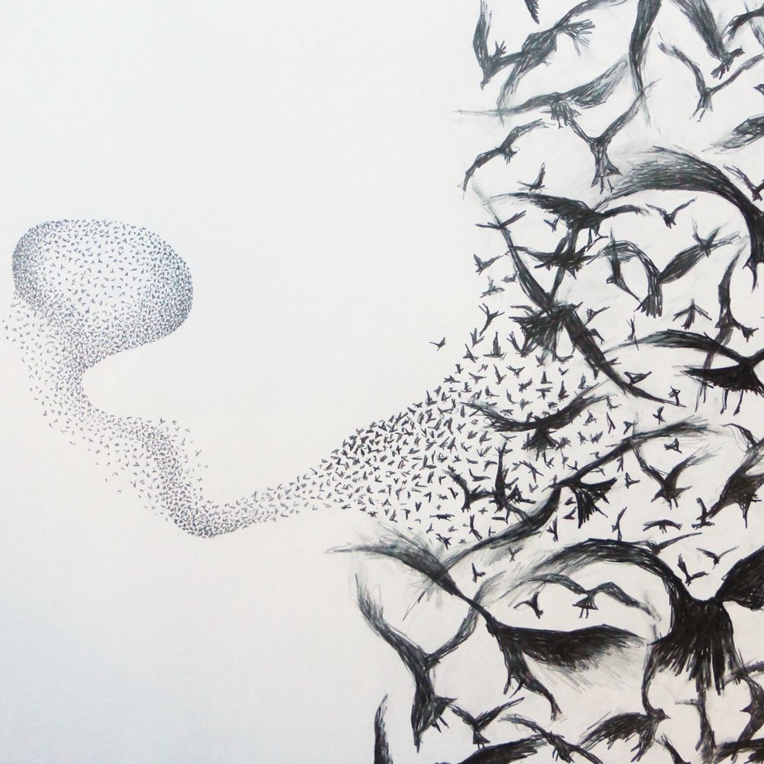 So horrified about reading of a murmuration of starlings being dispersed by pest control! Here are some of my drawings created over many years, based on this amazing natural phenomenon.