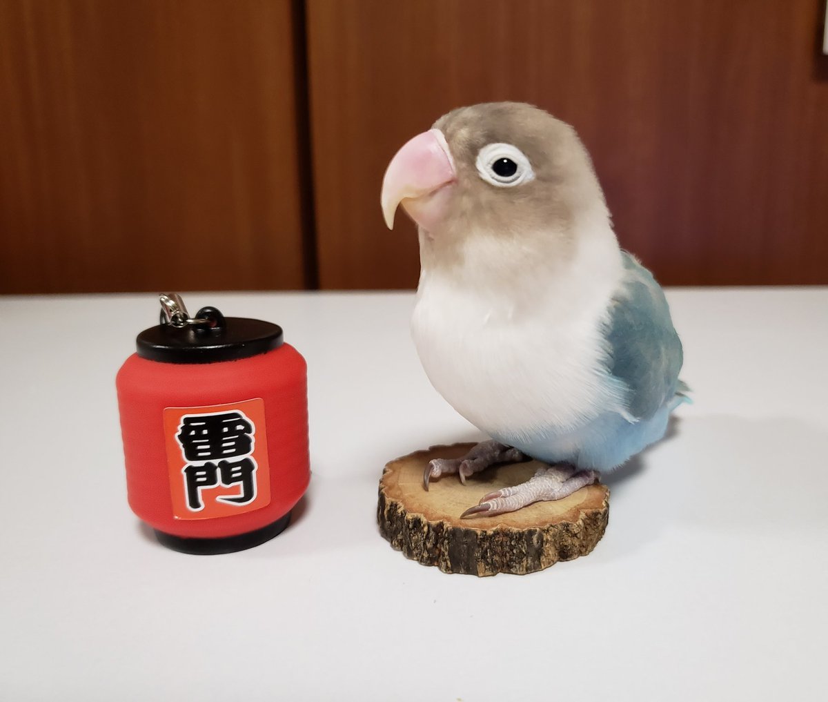 Mika Ishiwata على تويتر ガチャで提灯見つけたの ボタンインコ可愛いぞ委員会
