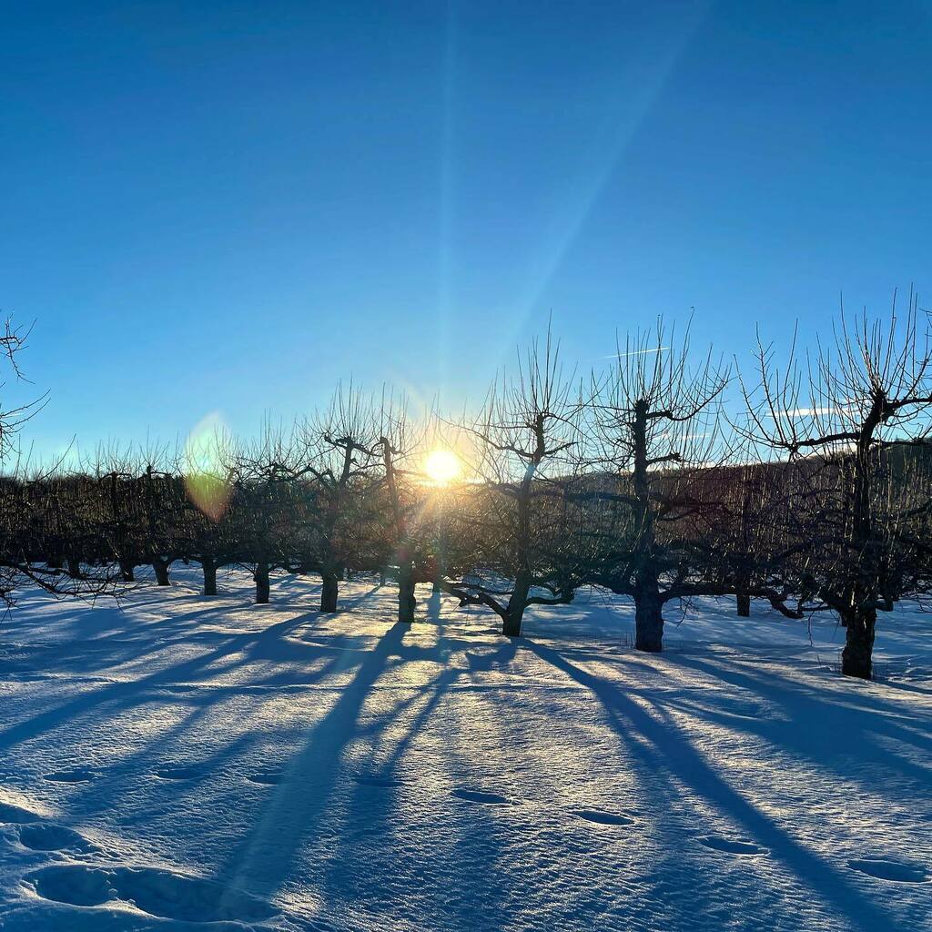 culverlake's tweet photo. #maskerorchards #warwick #ny .
.
.
.
.
#therealoc #orangecountyny #ballroad #snow #appletree #apples #howdoyoulikethemapples https://t.co/irk8pFbD7C https://t.co/sRfQXMvLuk