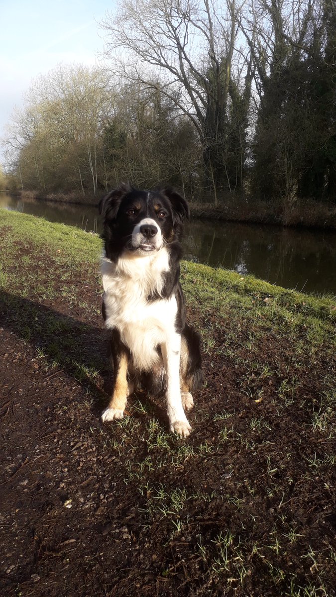 Rocking_Robbin's tweet image. Had Danny for a year now he&apos;s nearly got me trained. So glad I got him before these lockdowns, certainly very good company.😀😀😀😀😀