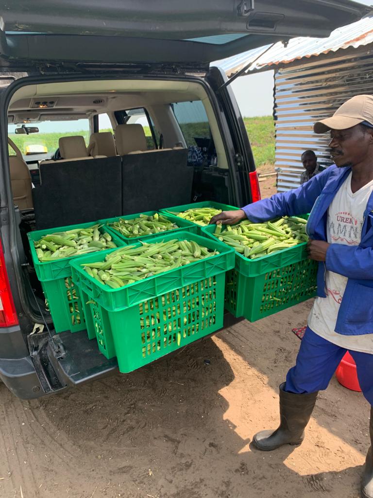 KawayaAtia's tweet photo. *#Rdc:* La ferme *DEMBO* vous propose : 1) 1Bac de gombo à 30.000Fc (15$); 
2) 10 Bacs de gombo à 300.000Fc (150$) contrairement aux prix du marché : 1 bac à 60.000fc et 10 Bacs à 600.000fc(300$).
*Nous contacter pour vos commandes au: 0823004181 @LodiAlfred @SORAZIZ https://t.co/nli7KSLOWU