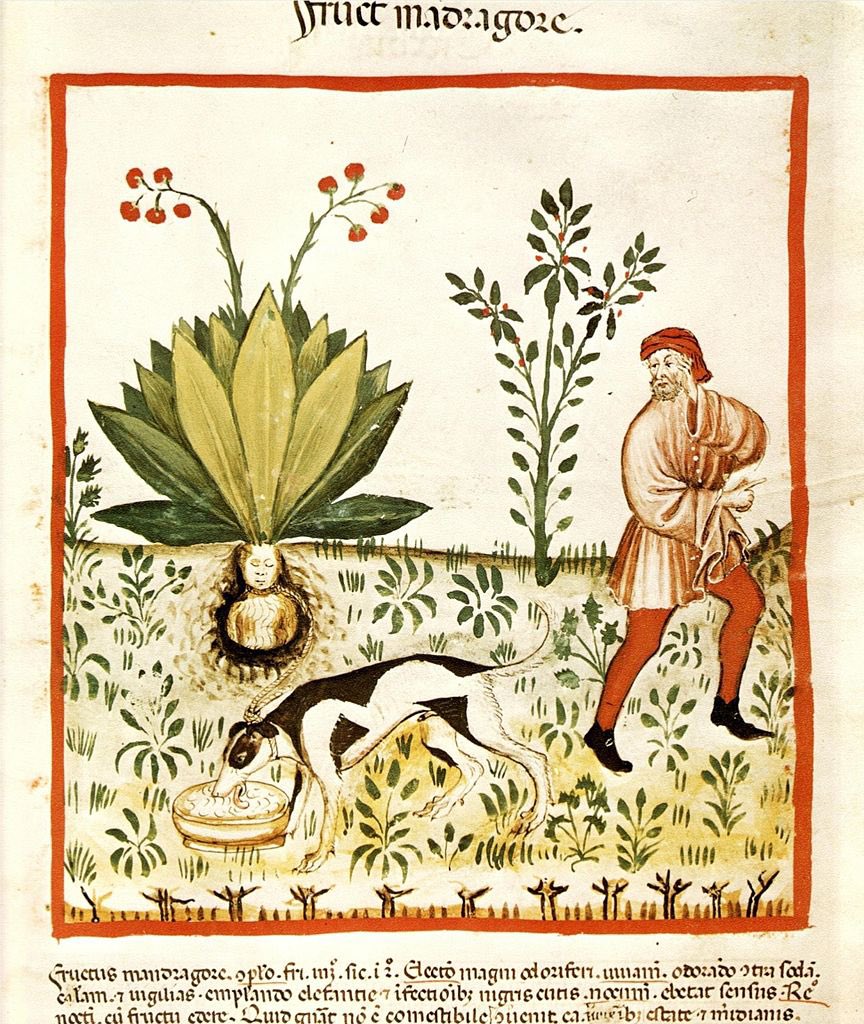 To treat depression place a mandrake beside you in bed and say this prayer:

“Oh God, you made me from the slime of the earth without suffering. Now I place this earth next to me so that my earth may know that peace as you created it.”

Physica by Hildegard von Bingen, 1151-1158.