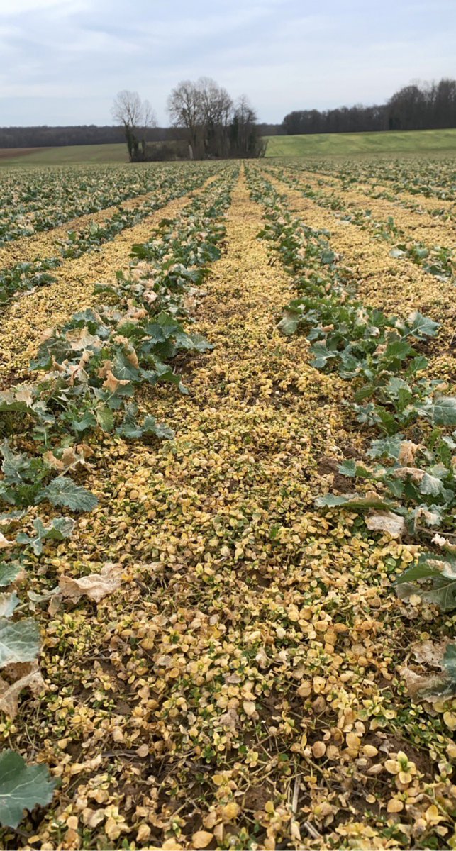 Merci la chimie ! Les 910 g/ha de pendimethaline (Atic Aqua) font enfin leur effet sur ce tapis de mourrons !  
#FrAgTw <a href="/BASF_Agro_FR/">BASF Agro France</a>