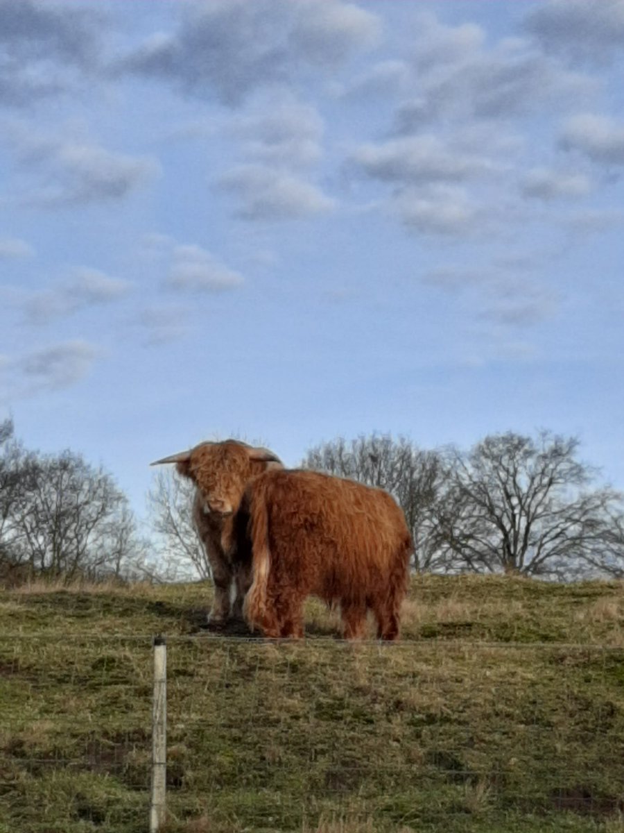 AimeeMullinsFan's tweet photo. Beautiful Scottish Highlanders spotted during the walk with the dog. #schotsehooglanders #scottishhighlanders #nature #natuur https://t.co/WAniB1FTB9