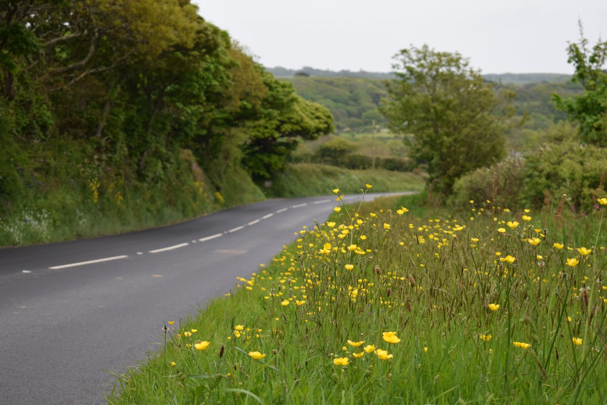 So what does this all mean?The findings suggest that verge management enhancements should prioritise areas more than 2 m from the road edge, and along roads with less traffic.< 2 m from roads might still be good for pollinators, but just used less. BUT...