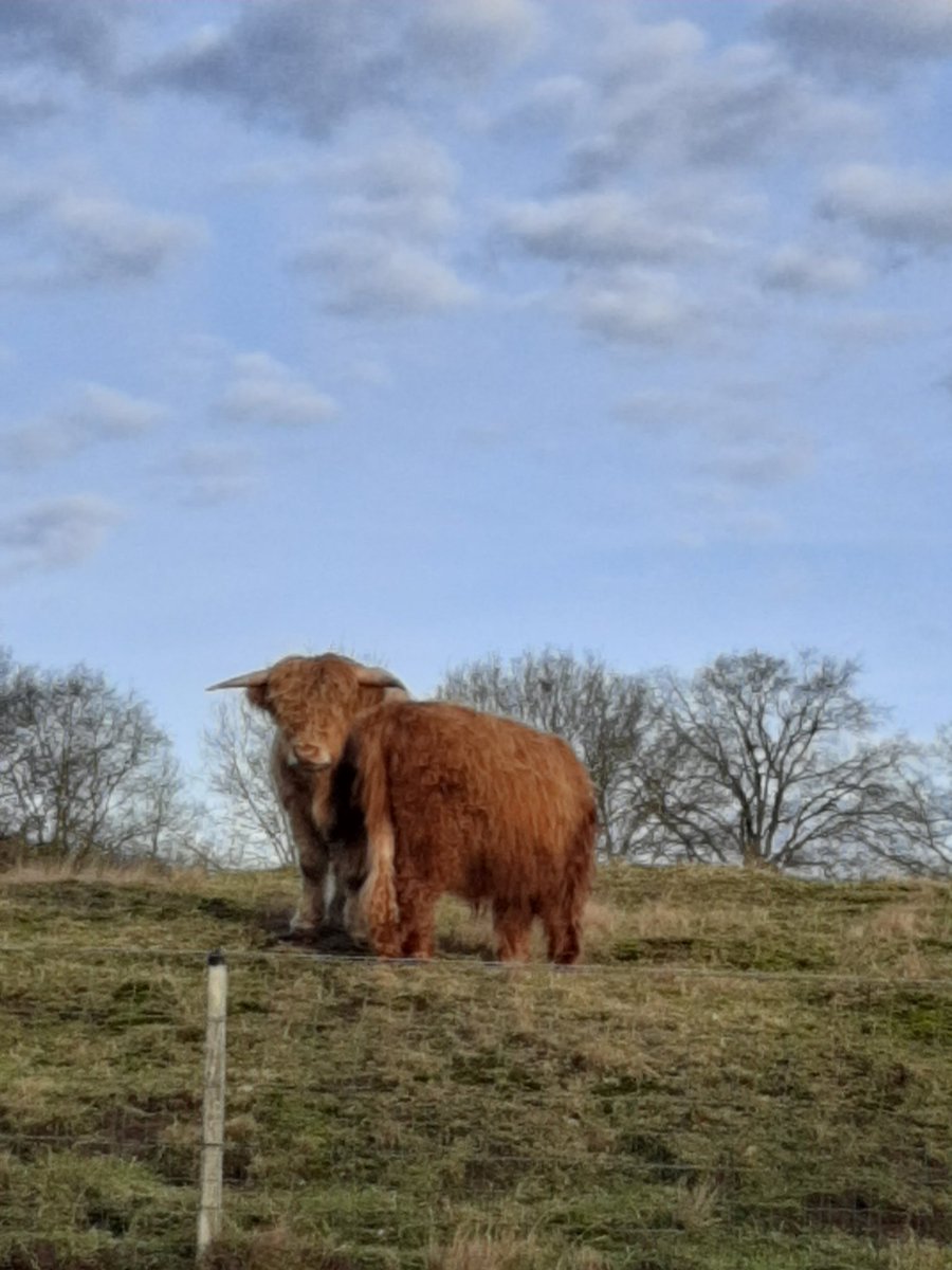 AimeeMullinsFan's tweet photo. Beautiful Scottish Highlanders spotted during the walk with the dog. #schotsehooglanders #scottishhighlanders #nature #natuur https://t.co/WAniB1FTB9
