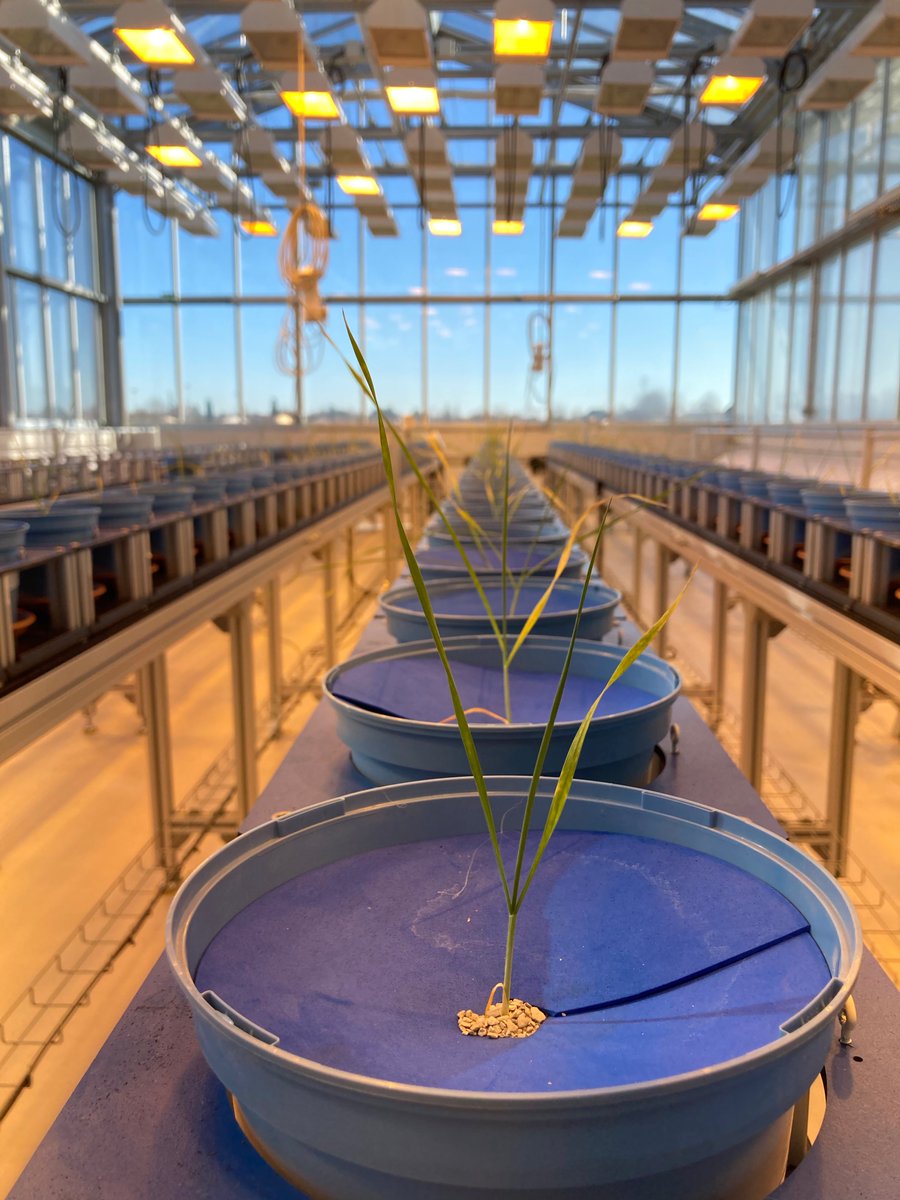 [#scienceNow] phenotyping of #wheat 🌾 interacting with root #mutualistic #Mycorrhiza fungi.

Project led by #BenoitLefebvre #LIPME_EFIS team together with the #TPMP research service @INRAE_PHENOTOUL