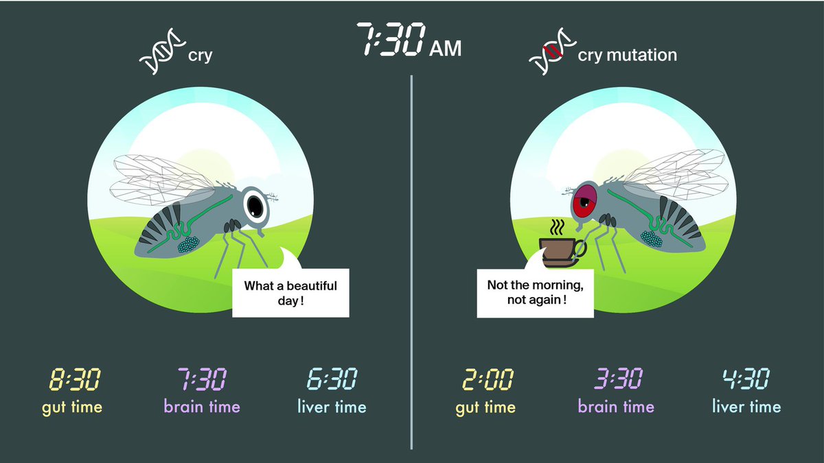 Genes that dance to the circadian rhythm bit.ly/2ZaScAz via <a href="/EPFL_en/">EPFL</a> #Swisstech #VDtech
