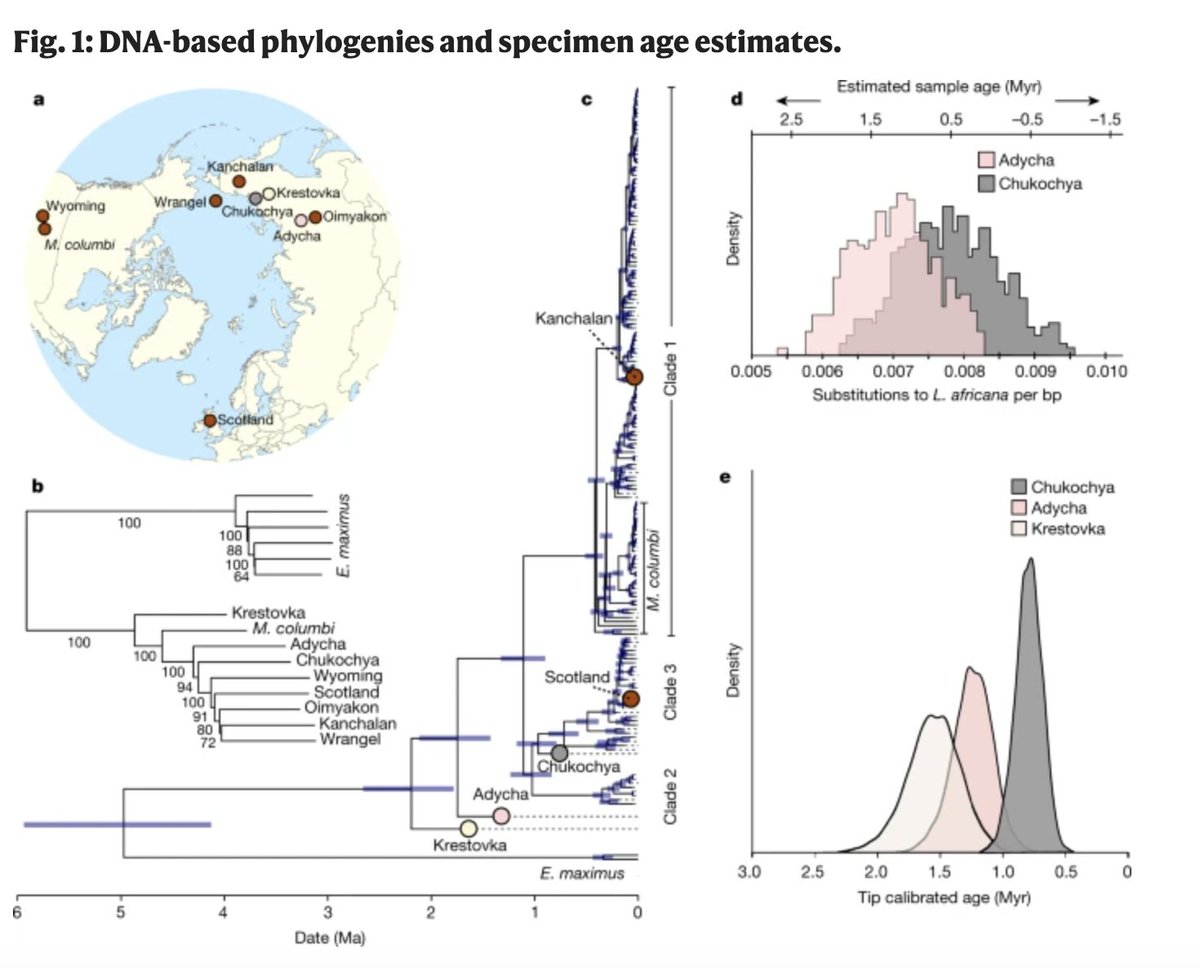 Million-year-old DNA sheds light on the genomic history of mammoths; that's right - a million-year old! Previous oldest genomic data were from a 780–560 thousand-year-old horse specimen @nature rdcu.be/cfqGo