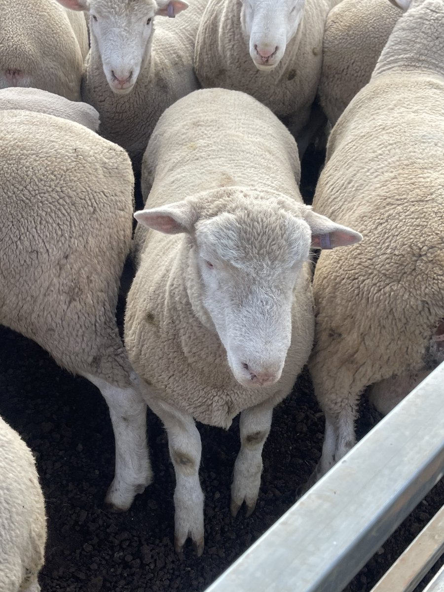 WillMilroy's tweet photo. Vaccinating spring drop ram lambs that have been running on Pallaton &amp; came across this bloke with a bit of potential. RV 200151tw by RV 190045 (sold for $17,000) out of RV 170018 (Dam of keeper ram, 190065). Will now be joined to 30 ewe lambs in a couple of weeks. https://t.co/bwl0iZZu8U