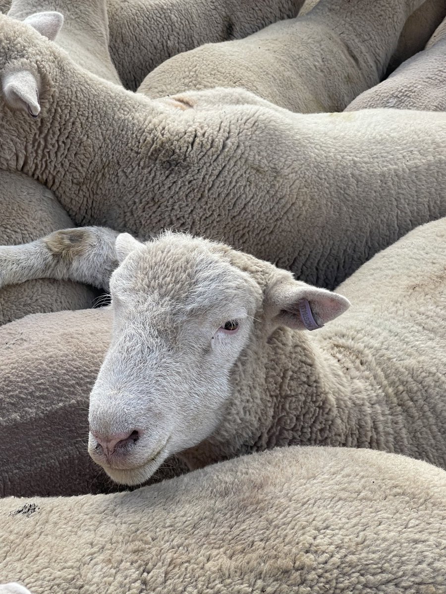 WillMilroy's tweet photo. Vaccinating spring drop ram lambs that have been running on Pallaton &amp; came across this bloke with a bit of potential. RV 200151tw by RV 190045 (sold for $17,000) out of RV 170018 (Dam of keeper ram, 190065). Will now be joined to 30 ewe lambs in a couple of weeks. https://t.co/bwl0iZZu8U