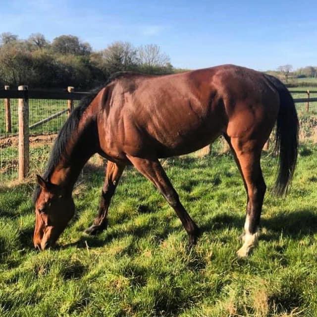We’re very proud that two of our favourite holidayers run in the Grade 2 mares hurdle @Sandownpark today! Good luck to Sandymount Rose @padawanJonathan @Neil_Mulholland Anythingforlove @Foxtrot_Racing @jamiesnowden and all connections run safe and well gorgeous girls 🌹❤️