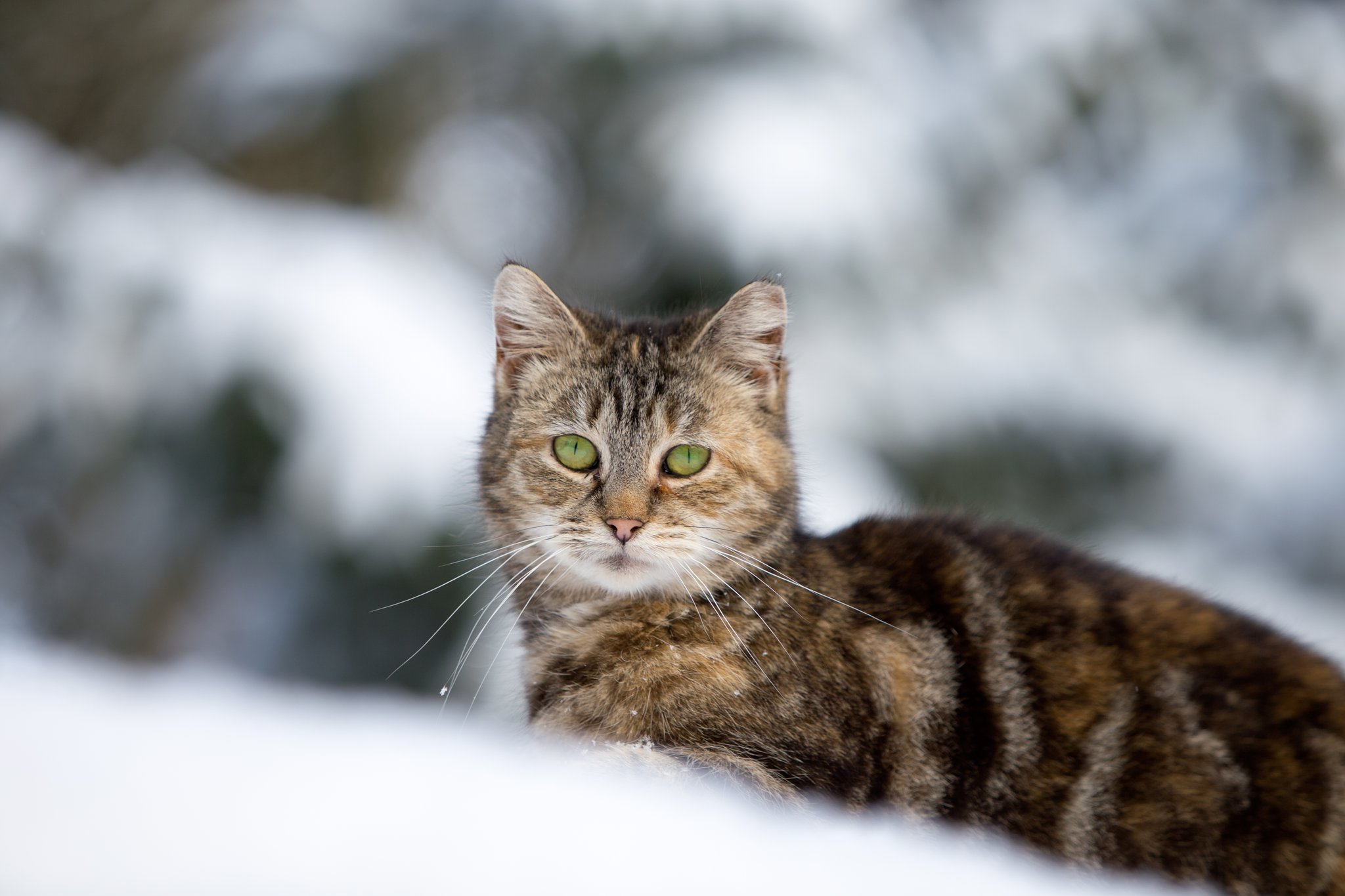 Hallswood Animal Sanctuary on Twitter: Hallswood Animal Sanctuary on Twitter: