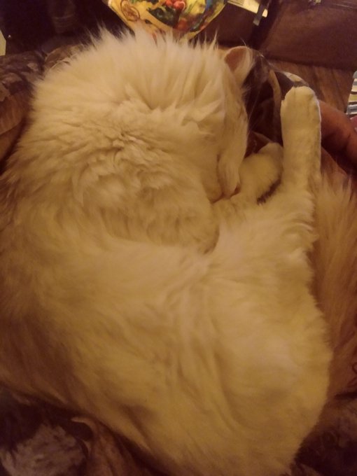 🙂🙂🙂🙂 at my uncles house aww i got a new buddy 💯💯💯💯💯🐺🐺🐺🐺🐺🐺 https://t.co/cosu4fHBEA