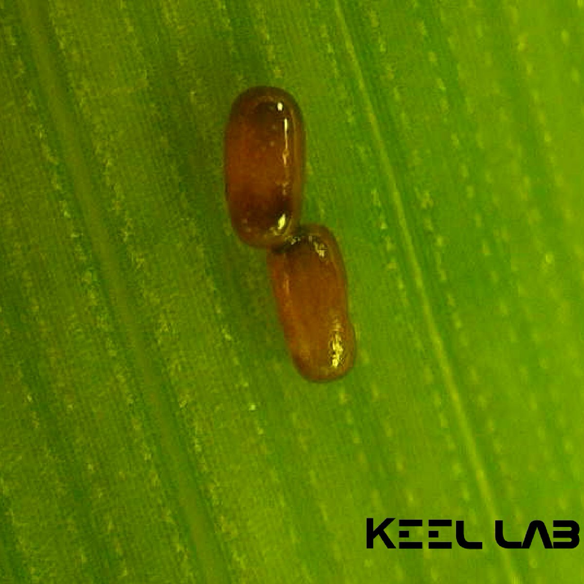 CaterPilarVesga's tweet photo. Detailed picture of the eggs of the pest insect Oulema melanopus. These eggs are 6 days old and because of their dark colour we know that they will hatch soon. Pic from @LabKeel at the @DMF_UNIL .#Scicomm #Entomology #PestInsects #Biocontrol https://t.co/NOAebIRu3d