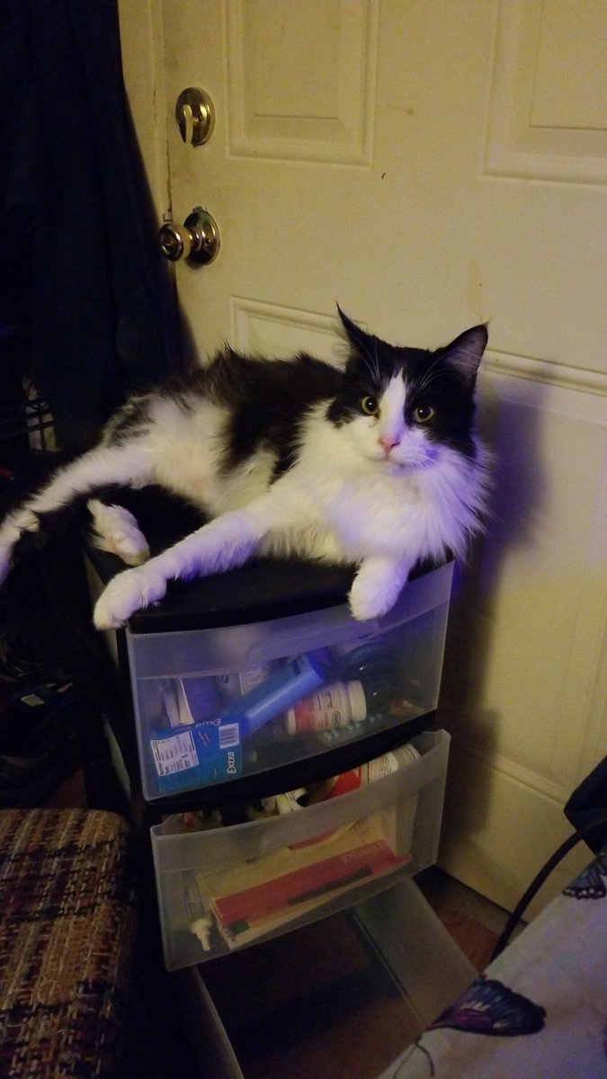 SassyPants366's tweet photo. Oh this cat ❤ #CatsOfTwitter #kittykane @loml https://t.co/2Zzhz12Q75