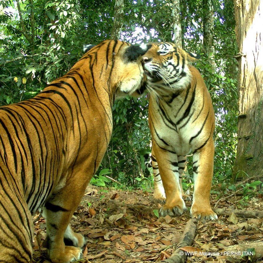Туранский тигр WWF