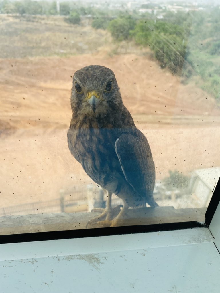 whitenigerian's tweet photo. When you become popular, people will look for any way to bring you down. My village people sent this guy to my window today. 😂 https://t.co/5z64Wkktuc
