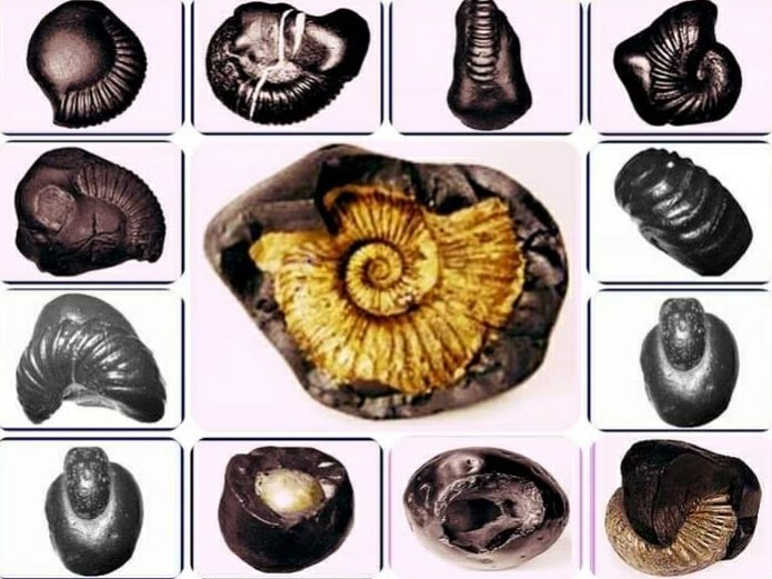 SHALIGRAM ORIGIN AND THEIR TYPES WITH DEVTAS REPRESENTATIONSFor Shaligram origin first we need to know story of Tulsi, She was wife of demon Shankachur who was immortal until her wife'Pati vrat dharm was broken