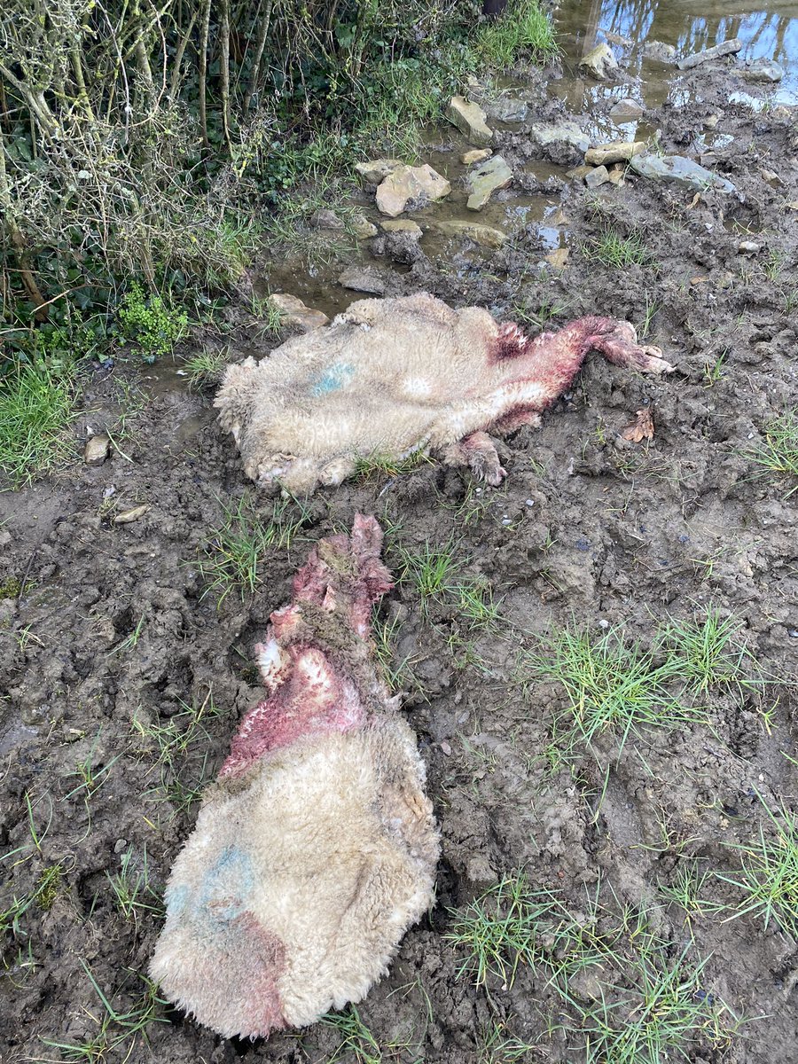 Fuming this morning. 
Go to check the ewes &amp; lambs &amp; notice 2 missing. Somebody has gone into our field killed two lambs &amp; left the skins. 
How people think this is acceptable is beyond me. 
Things need to change. <a href="/NFUtweets/">National Farmers' Union</a> <a href="/FarmersGuardian/">Farmers Guardian</a>
