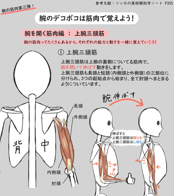 上腕三頭筋のtwitterイラスト検索結果