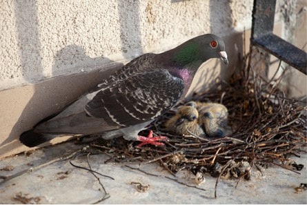 Stadttaubenpro1's tweet photo. Wusstest Du, dass Stadttauben das 6 - 8 malige Brüten pro Jahr durch den Menschen angezüchtet wurde? Und dass sie unabhängig vom Nahrungsangebot brüten unter teils lebensbedrohlichen Bedingungen?
#donotletthemfall #respekttaube #pigeon #stadttaube #graumännchen #vorurteile https://t.co/BROERtunBh
