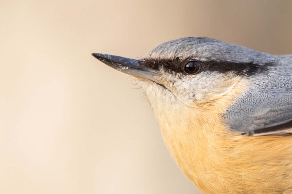 clavenatura's tweet photo. Una de nuestras pequeñas aves más emblemáticas, el pequeño y nervioso trepador azul https://t.co/5mAz5yrrXv