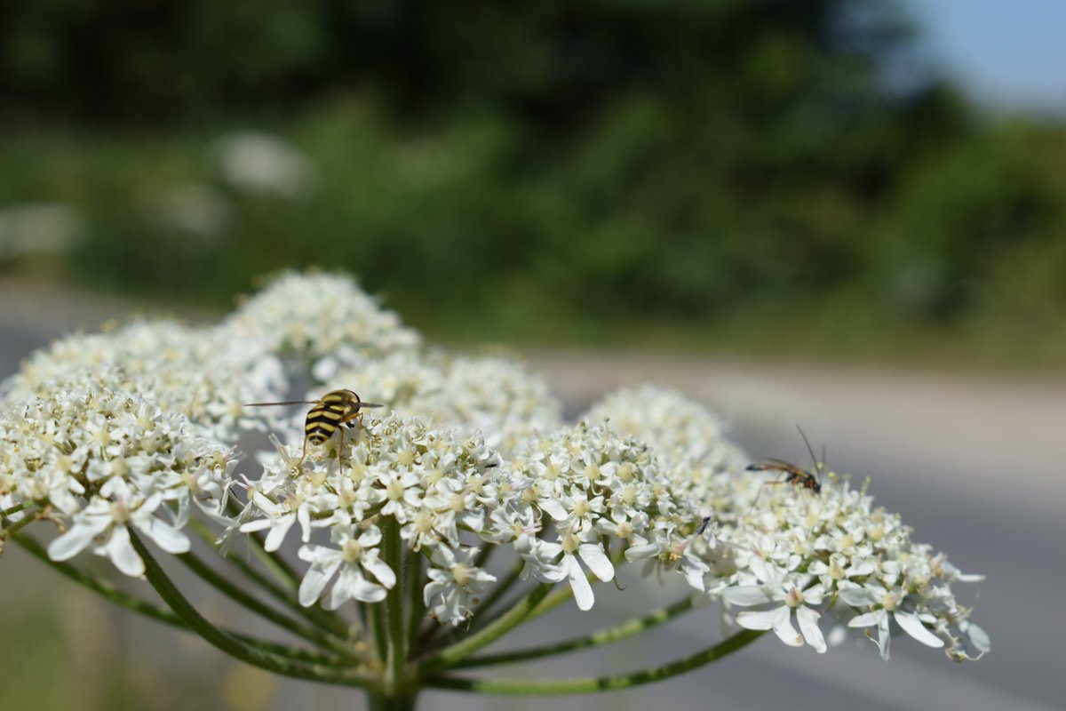 My guess is that lethal impacts are likely to be minor for most adult pollinators because they only spend a % of their time in road verges.To me, pollution seems a greater worry for less mobile pollinators + eggs/larvae in verges, which are exposed for longer periods.