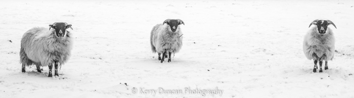 Kerry Duncan Photogr tweet media