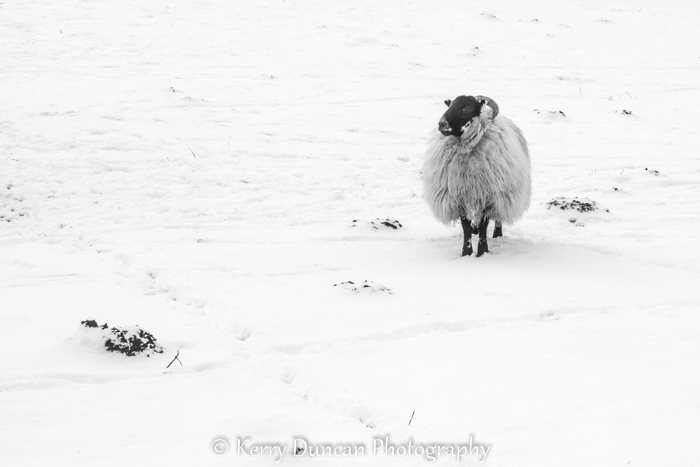 Kerry Duncan Photogr tweet media