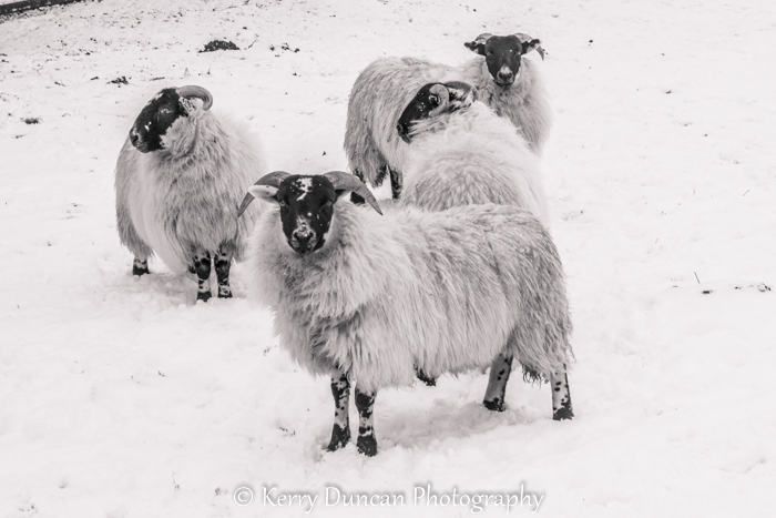 Kerry Duncan Photogr tweet media