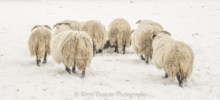 Kerry Duncan Photogr tweet media