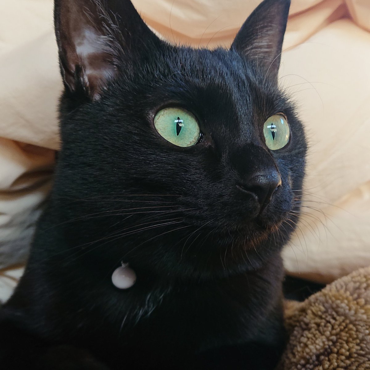 きなこさん お母さんお帰りですにゃ ちゃんとあんずはいい子にしていたのですにゃ モモ姉ちゃんがご飯を残していたのですにゃ もったいにゃいから食べておいたのですにゃ Fwf 黒猫 黒猫同盟 Blackcat 黒猫部 猫がいる生活 黒猫まみれ T