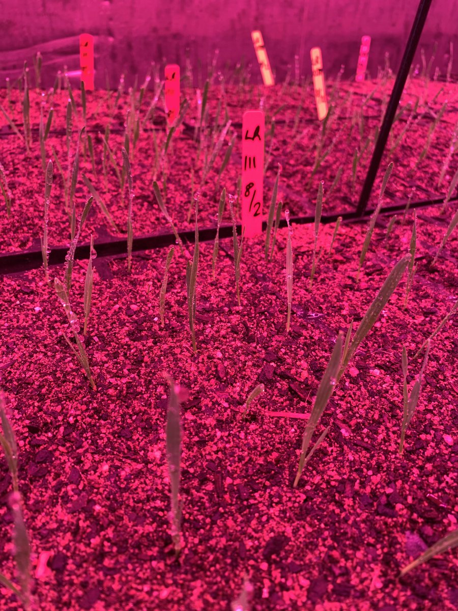 The 2021 Longreach Speed Breeding  lines about to get some “High Voltage“  excitement at South East Agronomy Esperance - 3rd Generation underway - from zero to hero in around 8 weeks - No rest for the wicked ⁦<a href="/BreedersPlant/">LongReach Plant Breeders</a>⁩ ⁦<a href="/SEAgroResearch_/">SEAR</a>⁩